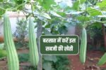 Barsat Me Sabji Ki Kheti