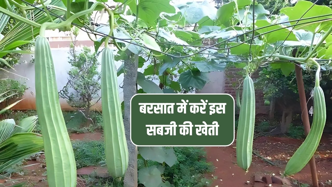 Barsat Me Sabji Ki Kheti