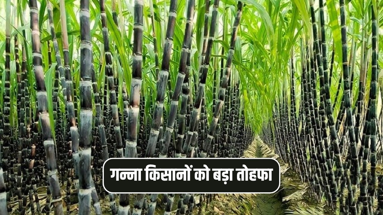 Ganna Kisan News