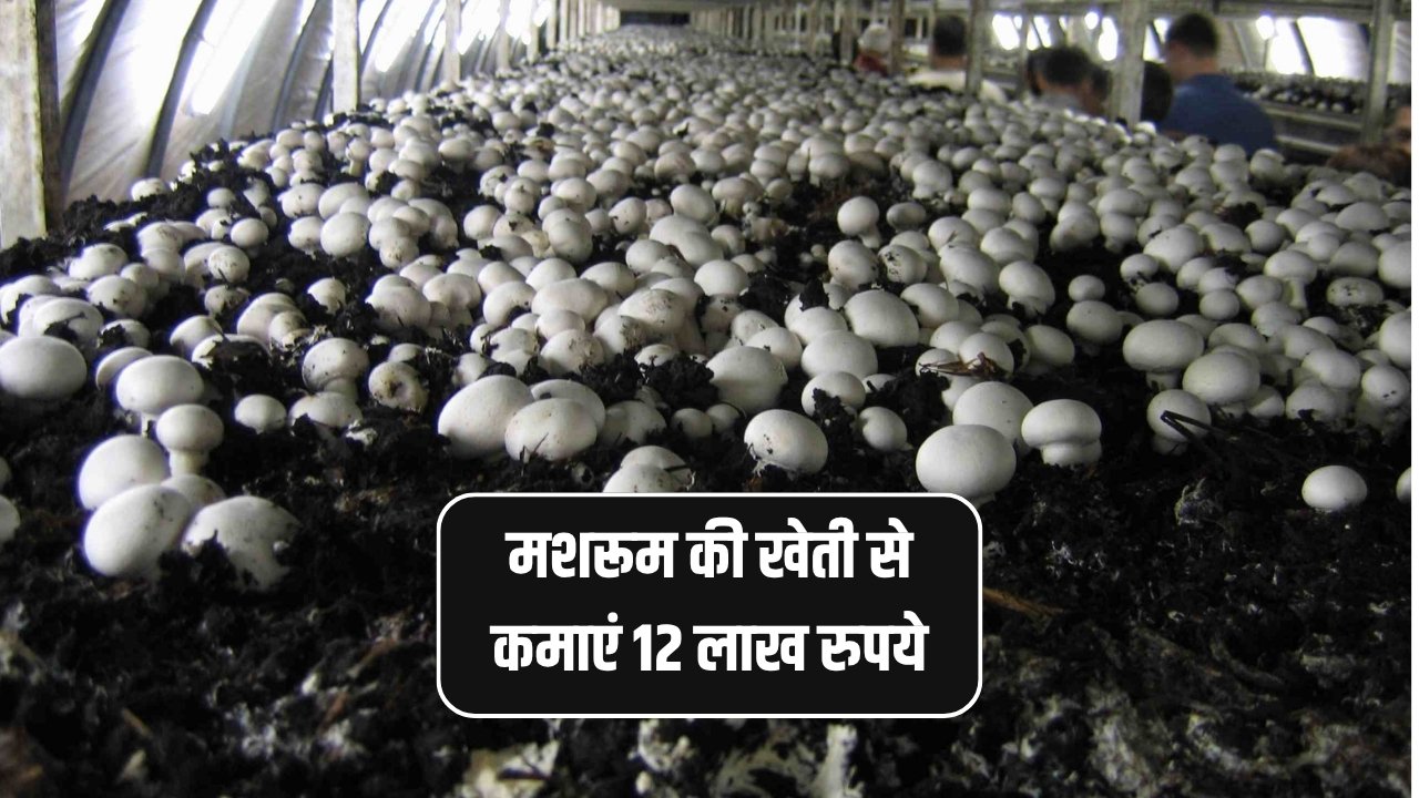 Mushroom Subsidy